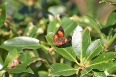 ウラギンシジミ