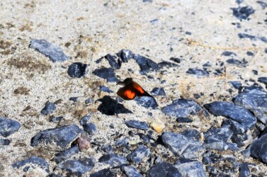 ウラギンシジミ