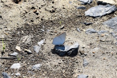 ウラギンシジミ