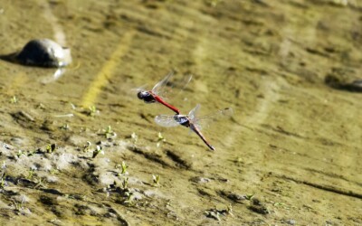 アキアカネの連結飛翔