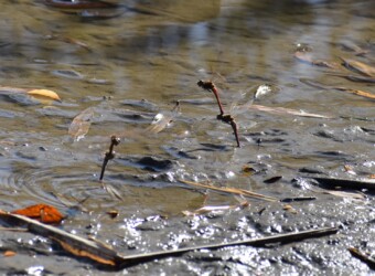 アキアカネの連結産卵