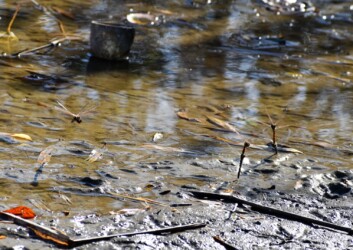 アキアカネの連結産卵