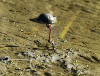 アキアカネの連結産卵