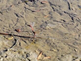 アキアカネの連結産卵