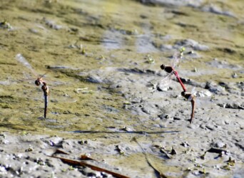 アキアカネの連結産卵