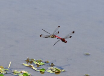 コノシメトンボの連結飛翔