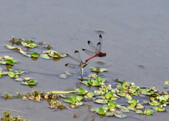 コノシメトンボの連結飛翔