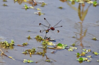 コノシメトンボの連結産卵