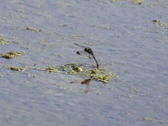 コノシメトンボの単独産卵