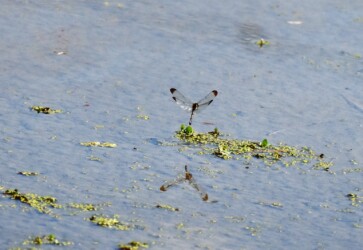 コノシメトンボの単独産卵