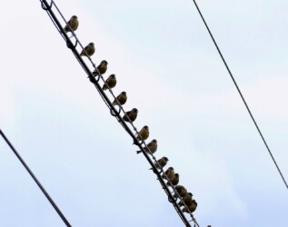 電線にとまるカワラヒワの群れ