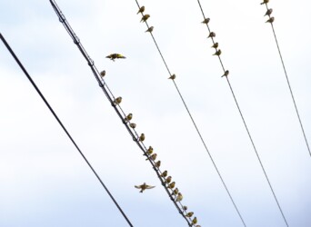 電線にとまるカワラヒワの群れ
