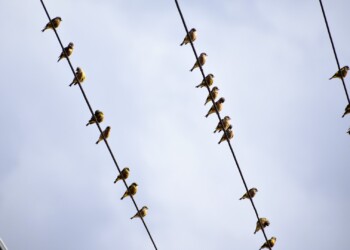 電線にとまるカワラヒワの群れ