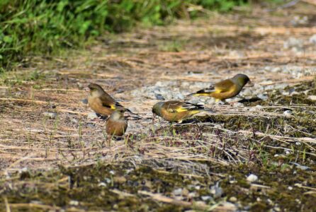 農道で採餌するカワラヒワ