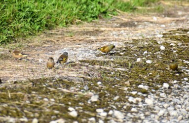 農道で採餌するカワラヒワ