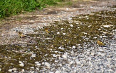 農道で採餌するカワラヒワ