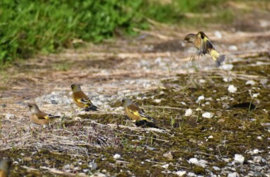 農道で採餌するカワラヒワ