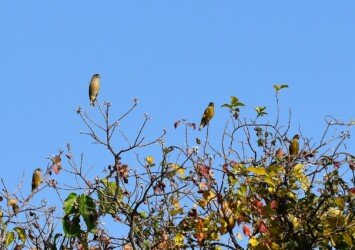 枝にとまるカワラヒワ