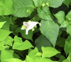 白いツリフネソウ