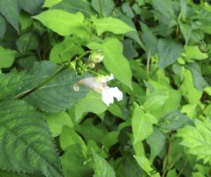 白いツリフネソウ