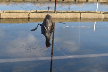 オオバンの幼鳥