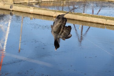 オオバンの幼鳥