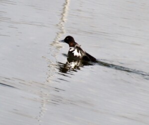 キンクロハジロ