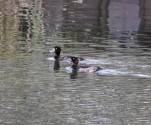 キンクロハジロ