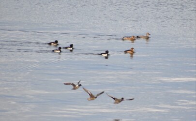 キンクロハジロ