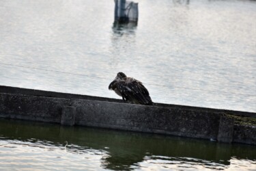 ゴイサギの幼鳥