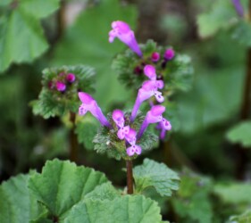 11月のホトケノザ