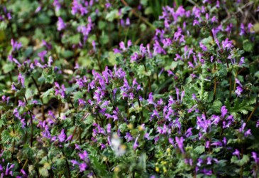 11月のホトケノザ