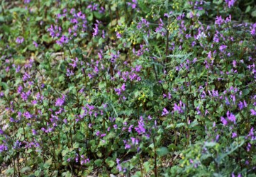 11月のホトケノザ