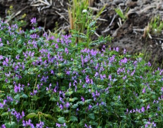 11月のホトケノザ