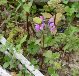 11月のホトケノザ