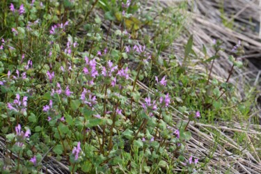 11月のホトケノザ
