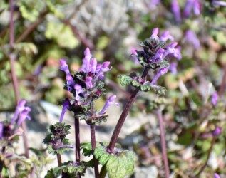 2月のホトケノザ