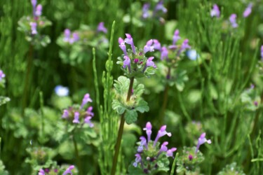 5月のホトケノザ
