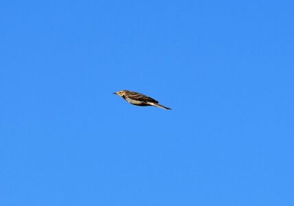 飛翔したり囀るヒバリ