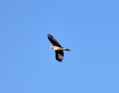 飛翔したり囀るヒバリ