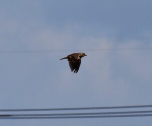 飛翔したり囀るヒバリ