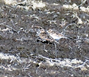 餌を探すヒバリ