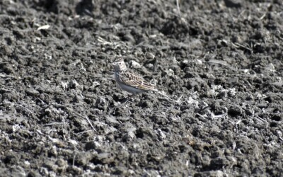 餌を探すヒバリ
