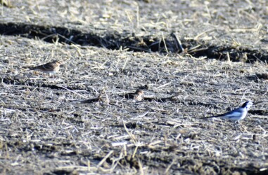 餌を探すヒバリ