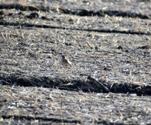 餌を探すヒバリ