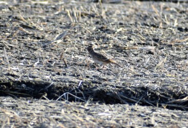餌を探すヒバリ
