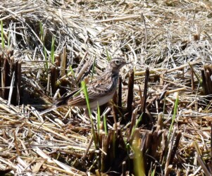 餌を探すヒバリ