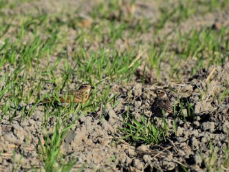 餌を探すヒバリ