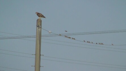 カワラヒワとノスリ