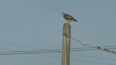 カワラヒワとノスリ